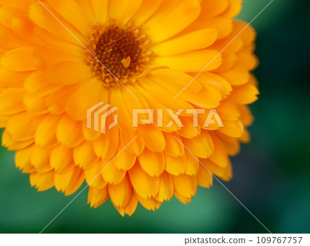 beautiful Orange flower medicine calendula (Marigold) Background. Extreme macro shot beautiful Orange flower medicine calendula (Marigold) Background. Extreme macro shot 109767757