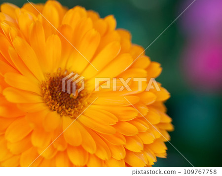beautiful Orange flower medicine calendula (Marigold)  Background. Extreme macro shot 109767758