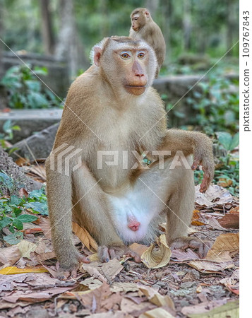 Macaque monkeys, Macaca fascicularis fascicularis, resting at Angkor, Siem Reap, Cambodia 109767843