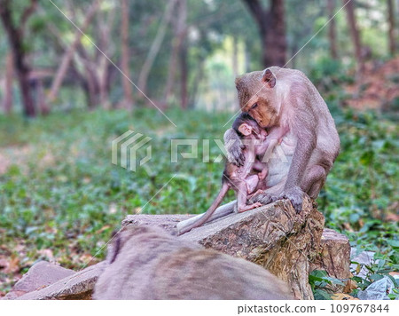 Macaque monkeys, Macaca fascicularis fascicularis, mum and baby at Angkor, Siem Reap, Cambodia Macaque monkeys, Macaca fascicularis fascicularis, mum and baby at Angkor, Siem Reap, Cambodia 109767844
