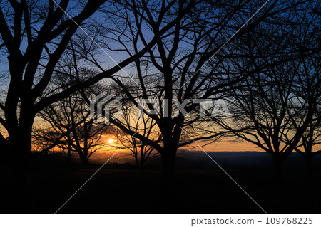 Deciduous trees and sunset at Oka Castle ruins (Takeda City, Oita Prefecture) 109768225