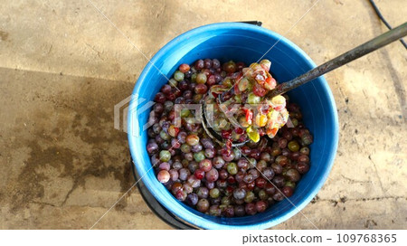 mixing grapes with a whisk in a blue plastic bucket, preparing grape must from ripe fruits for the production of homemade wine, pureeing the grape harvest in a container to extract juice 109768365