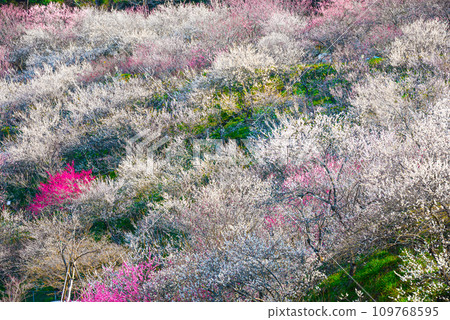 高尾梅村_木下澤梅林_梅花盛開_春天_東京都八王子市 高尾梅村_木下澤梅林_梅花盛開_春天_東京都八王子市 109768595