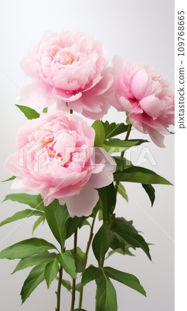 Beautiful bouquet of fresh pink peonies 109768665