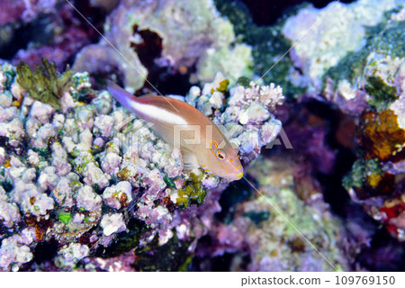 梅甘娜·貢貝在珊瑚上休息 109769150