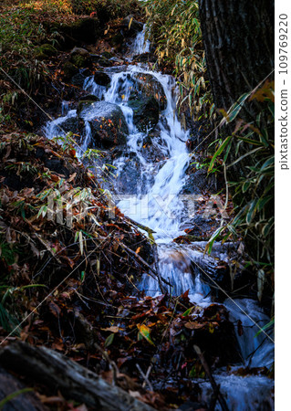 秋季在平野台高原的森林中漫步（阿蘇郡南小國町） 109769220
