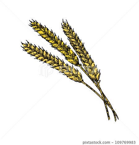 crop wheat sketch hand drawn vector 109769983