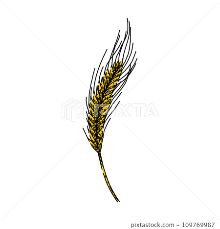 cereal rye sketch hand drawn vector 109769987