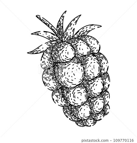 ripe blackberry sketch hand drawn vector ripe blackberry sketch hand drawn vector 109770116