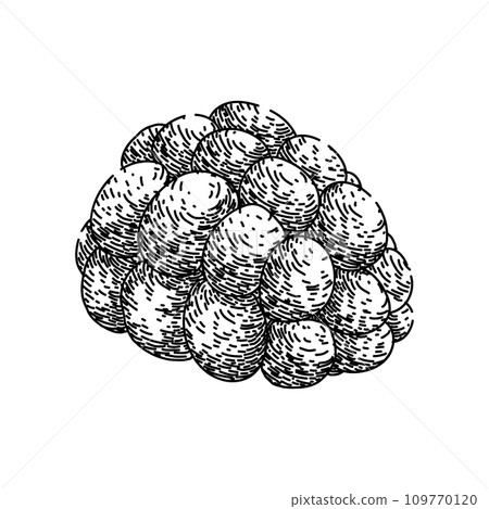 fruit blackberry sketch hand drawn vector fruit blackberry sketch hand drawn vector 109770120