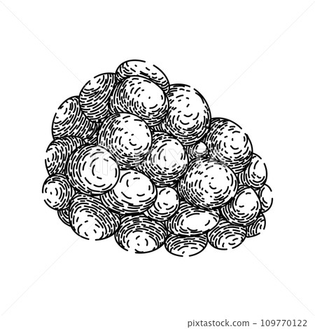 berry blackberry sketch hand drawn vector berry blackberry sketch hand drawn vector 109770122
