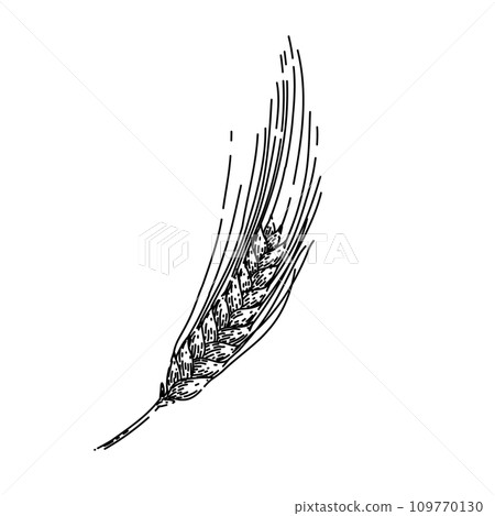 agriculture barley sketch hand drawn vector 109770130