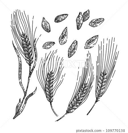 barley set sketch hand drawn vector 109770138
