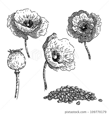poppy set sketch hand drawn vector 109770179