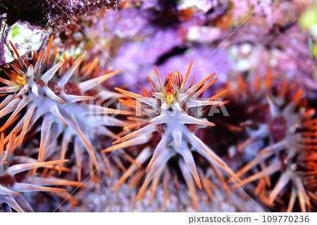 crown-of-thorns starfish tentacles crown-of-thorns starfish tentacles 109770236