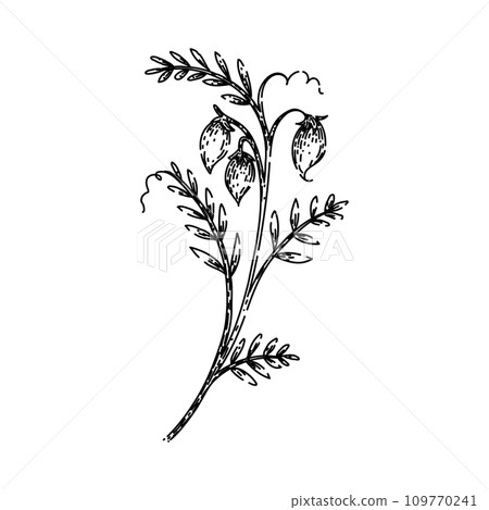 food lentils sketch hand drawn vector food lentils sketch hand drawn vector 109770241