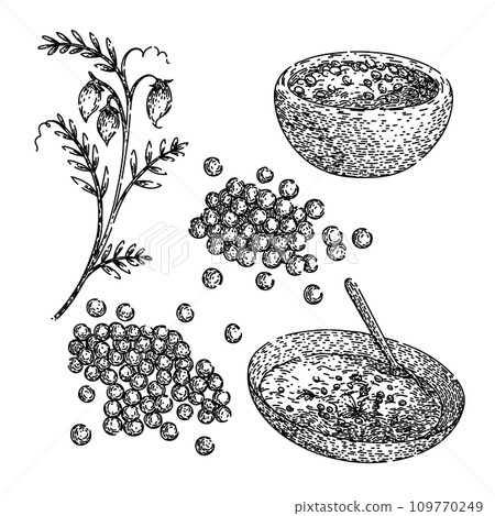 lentils set sketch hand drawn vector 109770249