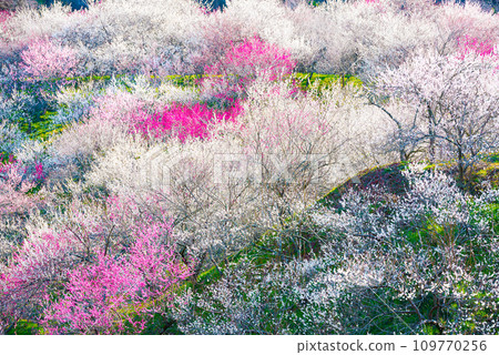 高尾梅村_木下澤梅林_梅花盛開_春天_東京都八王子市 109770256