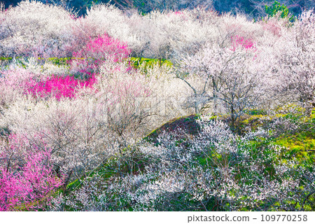 Takao Plum Village_Kinoshimotsawa Plum Grove_Plum blossoms in full bloom_Spring_Hachioji City, Tokyo Takao Plum Village_Kinoshimotsawa Plum Grove_Plum blossoms in full bloom_Spring_Hachioji City, Tokyo 109770258