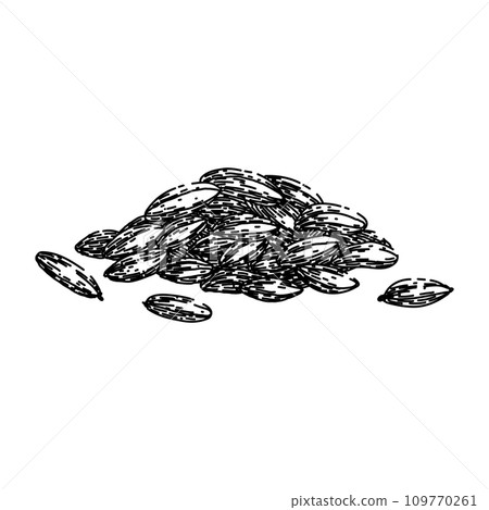 healthy fennel sketch hand drawn vector 109770261