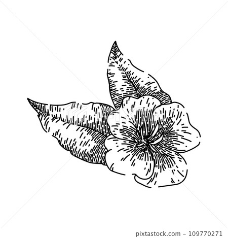 nature evening primrose sketch hand drawn vector 109770271