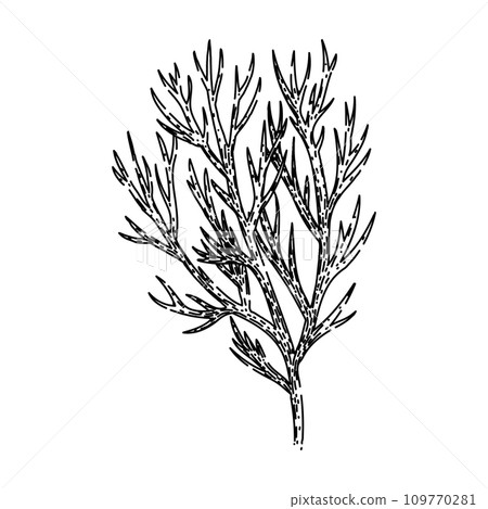 leaf dill sketch hand drawn vector 109770281
