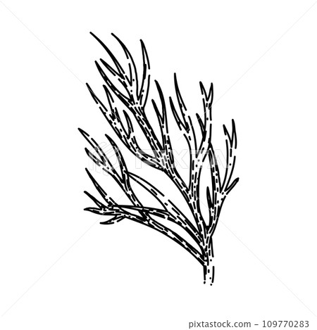 green dill sketch hand drawn vector 109770283