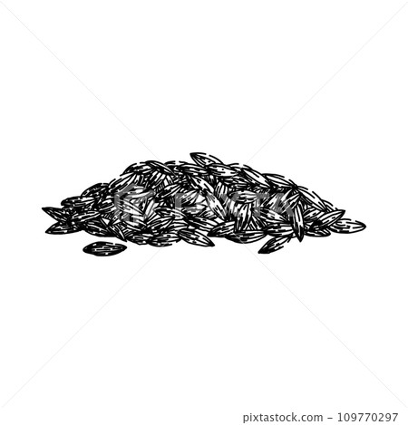 spice cumin sketch hand drawn vector 109770297