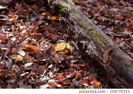秋季在平野台高原的森林中漫步（阿蘇郡南小國町） 109770353