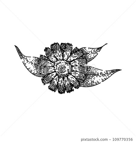 plant calendula sketch hand drawn vector 109770356