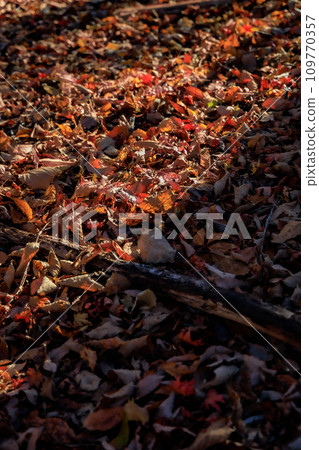 Stroll through the forest at Hiranodai Highland in autumn (Minamioguni Town, Aso District) 109770357