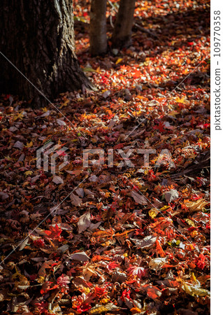 Stroll through the forest at Hiranodai Highland in autumn (Minamioguni Town, Aso District) 109770358