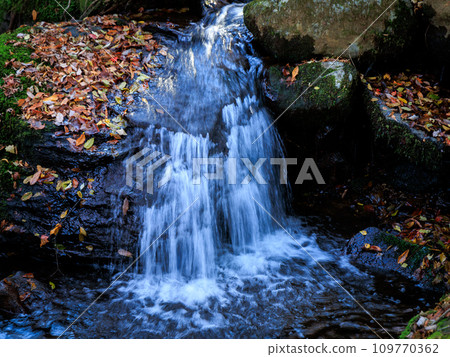 Stroll through the forest at Hiranodai Highland in autumn (Minamioguni Town, Aso District) Stroll through the forest at Hiranodai Highland in autumn (Minamioguni Town, Aso District) 109770362