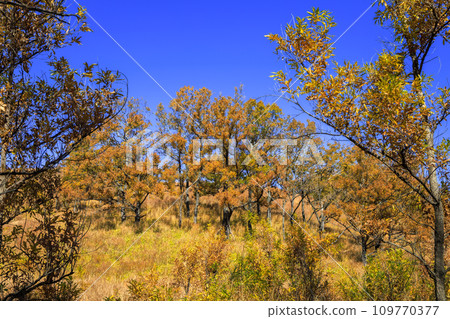 秋天的平野台高原,美麗的彩色田野和山脈(阿蘇郡南小國町) 秋天的平野台高原,美麗的彩色田野和山脈(阿蘇郡南小國町) 109770377