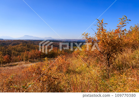 秋天的平野台高原，美麗的彩色田野和山脈（阿蘇郡南小國町） 109770380