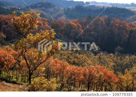 Hiranodai Plateau in autumn with beautiful colored fields and mountains (Minamioguni Town, Aso District) Hiranodai Plateau in autumn with beautiful colored fields and mountains (Minamioguni Town, Aso District) 109770385