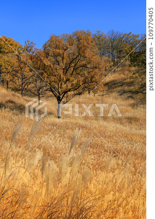 秋天的平野台高原，美麗的彩色田野和山脈（阿蘇郡南小國町） 109770405