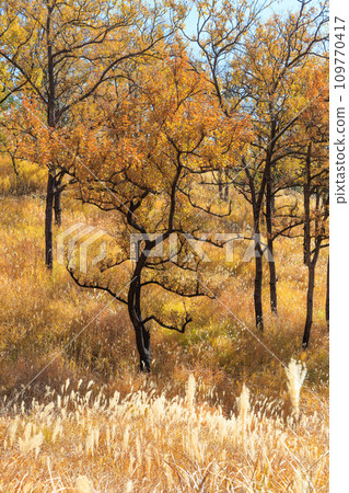 Hiranodai Plateau in autumn with beautiful colored fields and mountains (Minamioguni Town, Aso District) Hiranodai Plateau in autumn with beautiful colored fields and mountains (Minamioguni Town, Aso District) 109770417