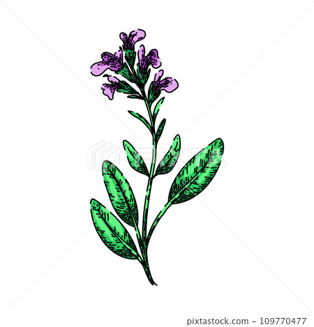 leaf sage sketch hand drawn vector 109770477