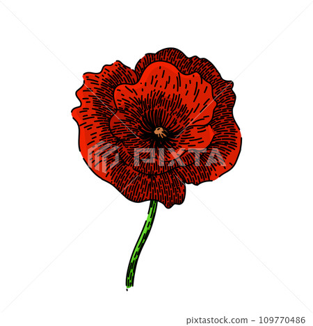 remembrance poppy sketch hand drawn vector remembrance poppy sketch hand drawn vector 109770486