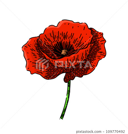 nature poppy sketch hand drawn vector 109770492