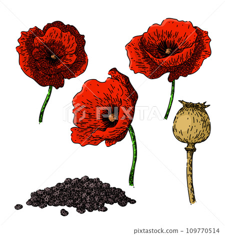 poppy set sketch hand drawn vector 109770514