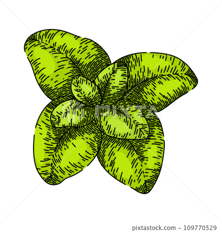 fresh oregano sketch hand drawn vector fresh oregano sketch hand drawn vector 109770529