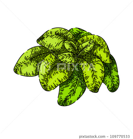 spice oregano sketch hand drawn vector spice oregano sketch hand drawn vector 109770533