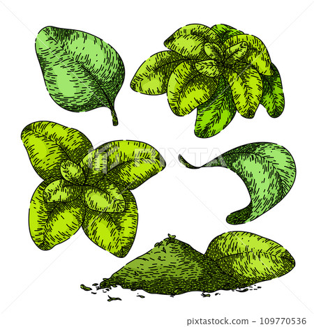 oregano set sketch hand drawn vector oregano set sketch hand drawn vector 109770536