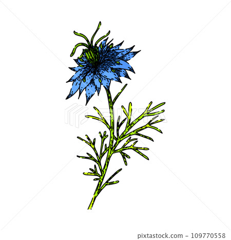 medicine nigella sativa sketch hand drawn vector medicine nigella sativa sketch hand drawn vector 109770558