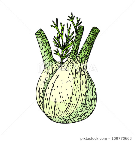 natural fennel sketch hand drawn vector natural fennel sketch hand drawn vector 109770663