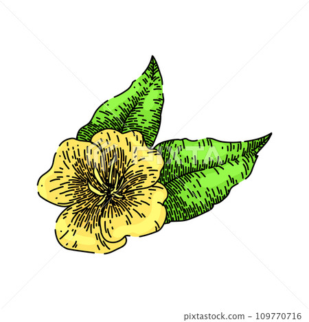 nature evening primrose sketch hand drawn vector nature evening primrose sketch hand drawn vector 109770716