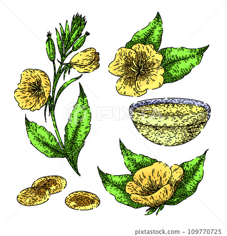 evening primrose set sketch hand drawn vector evening primrose set sketch hand drawn vector 109770725