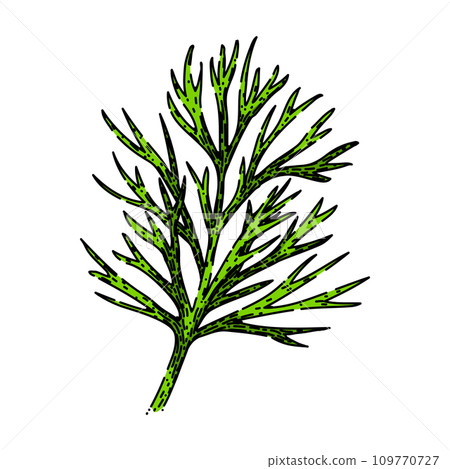 herb dill sketch hand drawn vector herb dill sketch hand drawn vector 109770727
